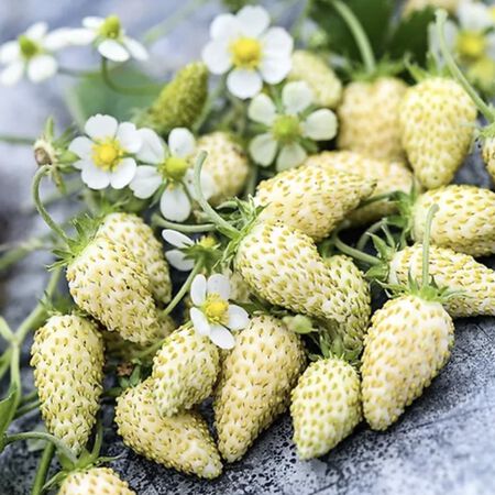 White Alpine, Strawberry Seeds - Packet image number null